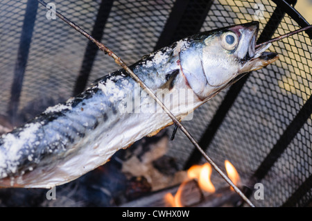 Makrele mit Salz über einem Holzfeuer geräuchert Stockfoto