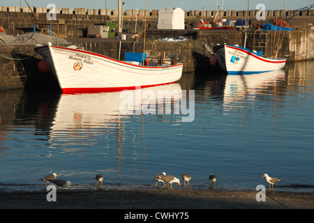 Angelboote/Fischerboote und Möwen im Hafen von Vila Franca do Campo. Azoren, Portugal Stockfoto