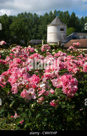 Rosa Rosen in den französischen Gärten im Les Jardins de Valloires in der Picardie Stockfoto