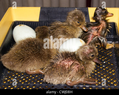 Küken und Eiern im Inkubator Stockfoto