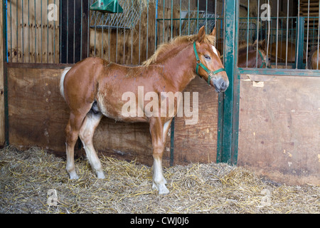 Suffolk Punch auch historisch bekannt als die Suffolk Horse Fohlen in einer stabilen Equus Ferus Caballus kommt unter Ti seltener Rassen Stockfoto