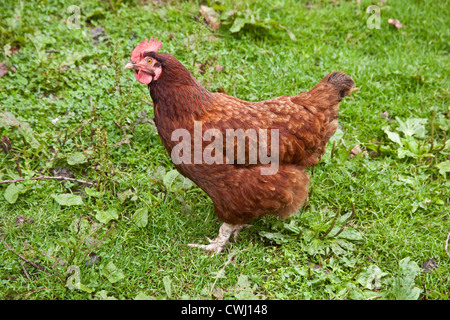 Buff Orpington Kreuz Rasse Huhn, Cornwall, England, Vereinigtes Königreich. Stockfoto