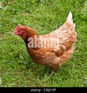 Buff Orpington Kreuz Rasse Huhn, Cornwall, England, Vereinigtes Königreich. Stockfoto