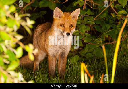 Red Fox Cub (Vulpes Vulpes) Stockfoto