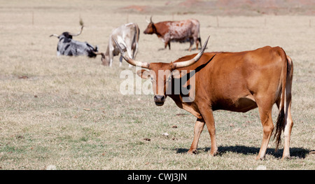 Ein Longhorn Stier in einem Feld Stockfoto