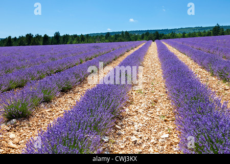 Lavendelfelder in der Nähe von Sault Provence Frankreich Stockfoto