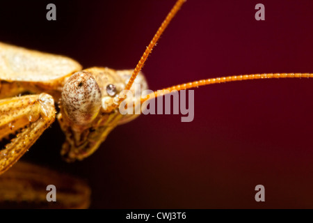 Porträtaufnahme der eine Gottesanbeterin Stockfoto