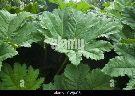 Gunnera Manicata oder riesige Gunnera Pflanze, Cornwall, England, Vereinigtes Königreich. Stockfoto