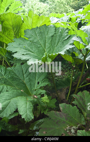 Gunnera Manicata oder riesige Gunnera Pflanze, Cornwall, England, Vereinigtes Königreich. Stockfoto