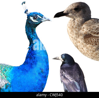 Vögel, die isoliert auf weiss (Pfauen, Möwe und Krähe) Stockfoto