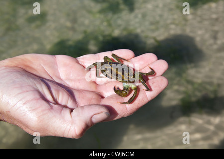 Gemeinsamen Shore Crab Carcinus Maenas, Cornwall, England, Vereinigtes Königreich. Stockfoto