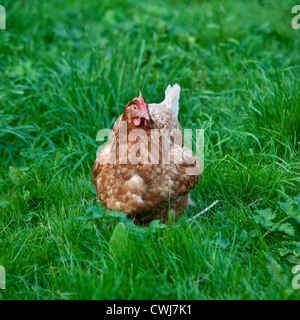 Buff Orpington Kreuz Rasse Huhn, Cornwall, England, Vereinigtes Königreich. Stockfoto