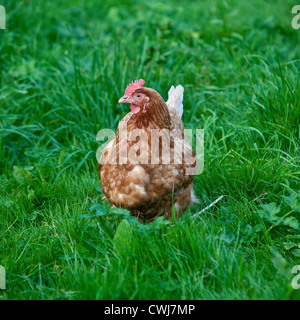 Buff Orpington Kreuz Rasse Huhn, Cornwall, England, Vereinigtes Königreich. Stockfoto