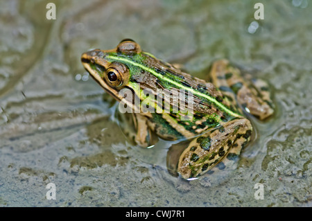 Frosch, Bullfrog, warten in eine Pfütze, die teilweise unter Wasser mit Grünalgen, Nahaufnahme, Raum kopieren Stockfoto