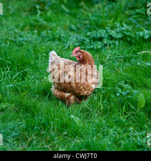 Buff Orpington Kreuz Rasse Huhn, Cornwall, England, Vereinigtes Königreich. Stockfoto