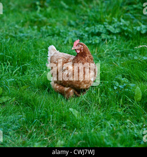 Buff Orpington Kreuz Rasse Huhn, Cornwall, England, Vereinigtes Königreich. Stockfoto