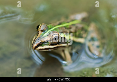 Frosch, Bullfrog, warten in eine Pfütze, die teilweise unter Wasser mit Grünalgen, Nahaufnahme, Raum kopieren Stockfoto