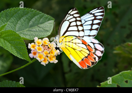 Schmetterling, gemeinsame Isebel, Delias Eucharis, saugen Honig aus der Blume, bestäuben, Nahaufnahme, Raum kopieren Stockfoto