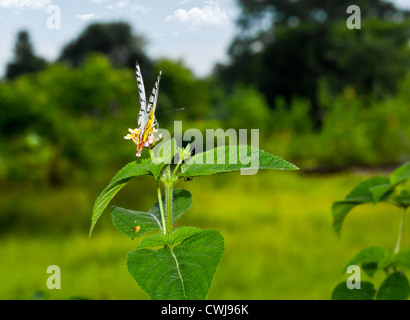 Schmetterling, gemeinsame Isebel, Delias Eucharis, Honig aus der Blume, saugen zu bestäuben, Landschaft, Raum kopieren Stockfoto