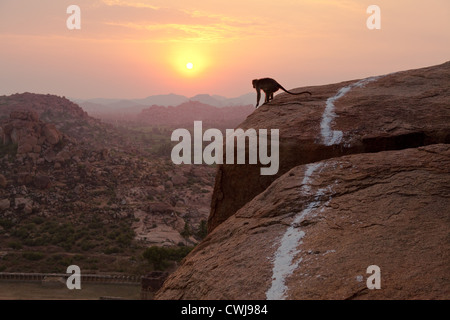 Affen beobachten den Sonnenaufgang vom Matanga Hill in Hampi, Karnataka, Indien Stockfoto