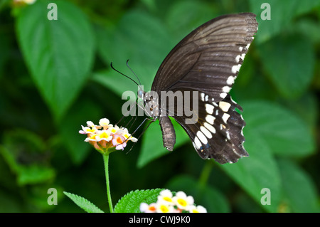 Schmetterling, Common Mormon Papilio Polytes, saugen Honig aus der Blume, bestäuben, Nahaufnahme, Raum kopieren Stockfoto