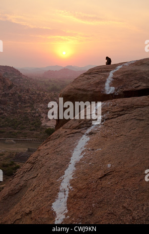 Affen beobachten den Sonnenaufgang vom Matanga Hill in Hampi, Karnataka, Indien Stockfoto