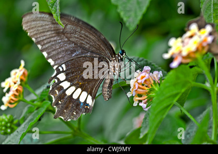 Schmetterling, Common Mormon Papilio Polytes, saugen Honig aus der Blume, bestäuben, Nahaufnahme, Raum kopieren Stockfoto