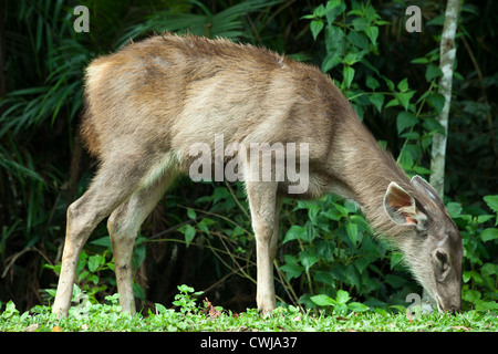 Muntjaks, auch bekannt als Barking Deer und Mastreani Hirsche sind kleine Hirsche der Gattung Muntiacus Stockfoto