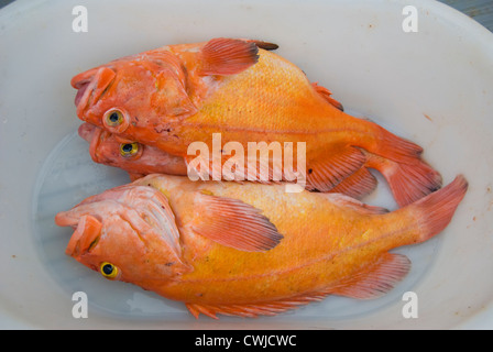 Yelloweye Rockfish. Fischereitätigkeit auf Langara Island, Haida Gwaii. Vorher an der Queen Charlotte Islands im Norden British Columbia bekannt. Stockfoto