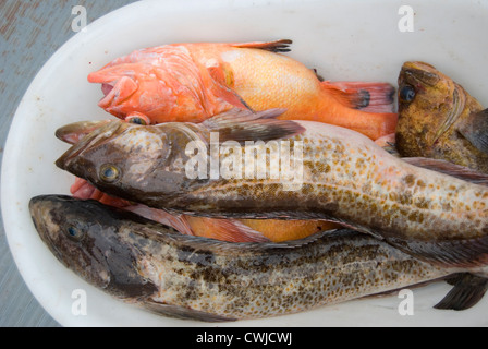 Fischerei auf Langara Island, Haida Gwaii. vormals auf den Queen-Charlotte-Inseln im Norden von British Columbia. Stockfoto