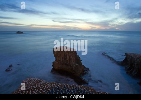 Australasian Gantets Kolonie an der Westküste Neuseelands während der Brutzeit Stockfoto