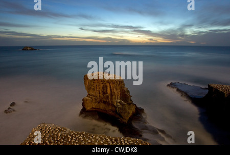 Australasian Gantets Kolonie an der Westküste Neuseelands während der Brutzeit Stockfoto