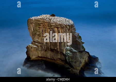 Australasian Gantets Kolonie an der Westküste Neuseelands während der Brutzeit Stockfoto