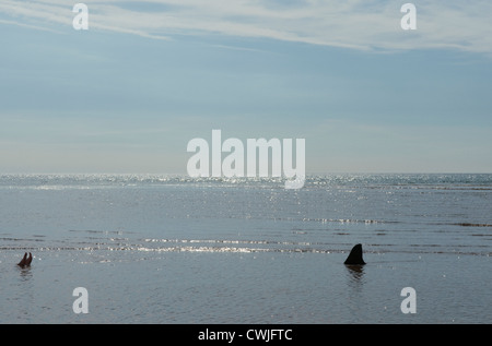 Ein Hai nähert sich eines Badenden Füße In eine ruhige See Stockfoto