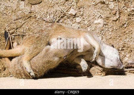 Suricata Suricatta. Eine weibliche Erdmännchen Fütterung ihres Welpen. Stockfoto