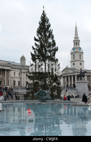 Weihnachtsbaum auf dem Trafalgar Square spiegelt sich im Brunnen-pool Stockfoto