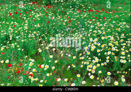 Mohn und Gänseblümchen Wildblumen Feld, Portimao, Algarve, Portugal Stockfoto