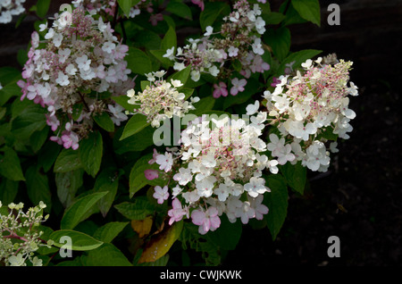 Hydrangea paniculata 'Pinky Winky' Stockfoto
