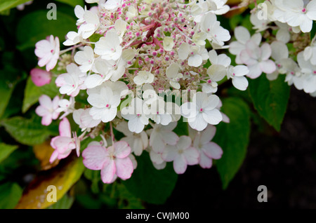 Hydrangea paniculata 'Pinky Winky' Stockfoto