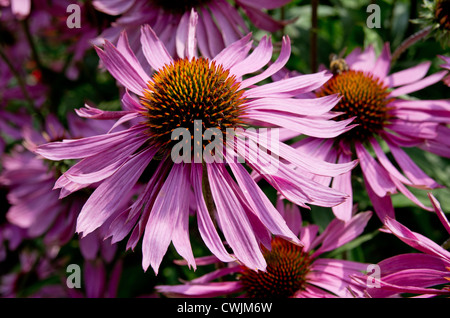 Echinacea purpurea 'Augustkonigig' Stockfoto