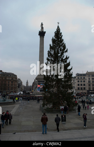 Weihnachtsbaum auf dem Trafalgar Square mit der Nelson Säule Stockfoto