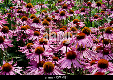 Echinacea purpurea 'Augustkonigig' Stockfoto