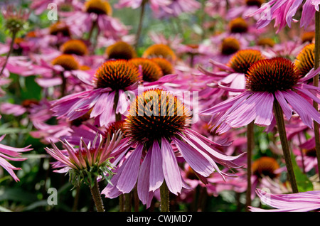 Echinacea purpurea 'Augustkonigig' Stockfoto