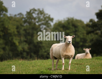 frisch geschoren Schafe stehen auf der grünen Weide Stockfoto