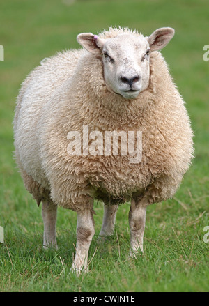 Fett wollige Schafe stehen im grünen Bereich Stockfoto