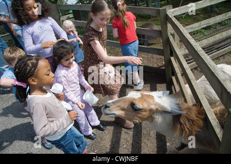 Kinder füttern einen Lama bei einem Besuch in einem Stadtbauernhof, Stockfoto