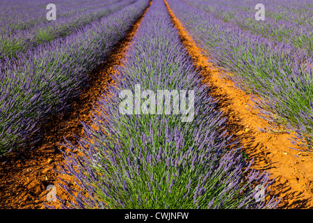 Lavendelfelder in der Nähe von Valensole in Provence Frankreich Stockfoto