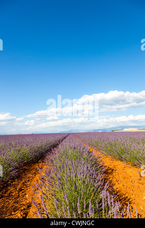 Lavendelfelder in der Nähe von Valensole in Provence Frankreich Stockfoto