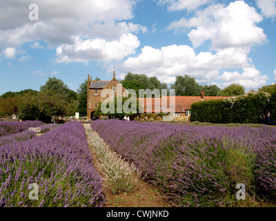 Norfolk Lavender, Kings Lynn, UK Stockfoto