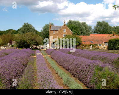 Norfolk Lavender, Kings Lynn, UK Stockfoto